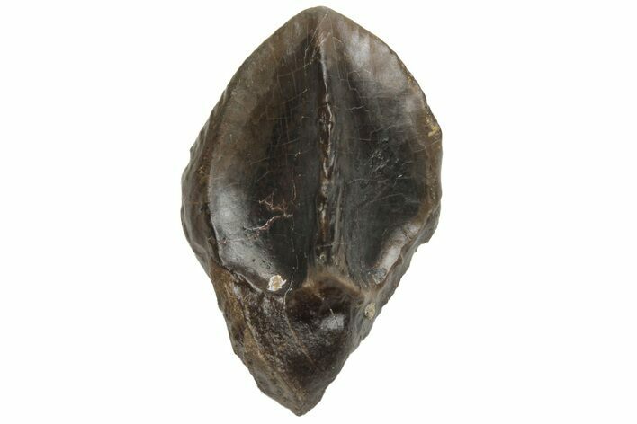 Triceratops Tooth - Montana #229161